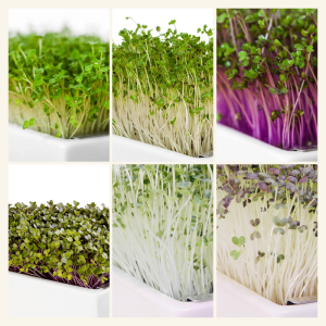 Brassica Boost Mix 6 Pads