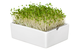 Brassica Boost Mix 6 Pads