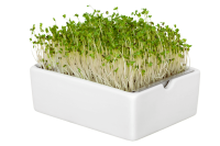 Brassica Boost Mix 6 Pads