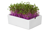 Brassica Boost Mix 6 Pads