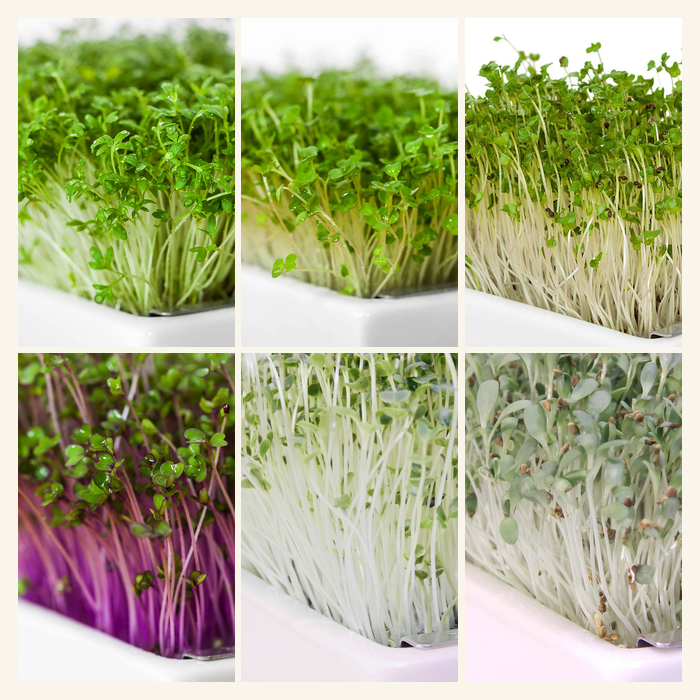 Green Power Mix 6 Pads