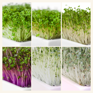 Green Power Mix 6 Pads