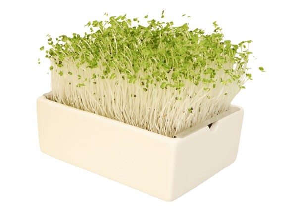 Chef’s Selection Mix – Microgreens 6er Set